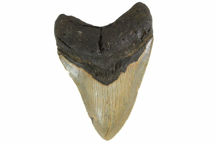 Serrated, Fossil Megalodon Tooth - North Carolina #161433